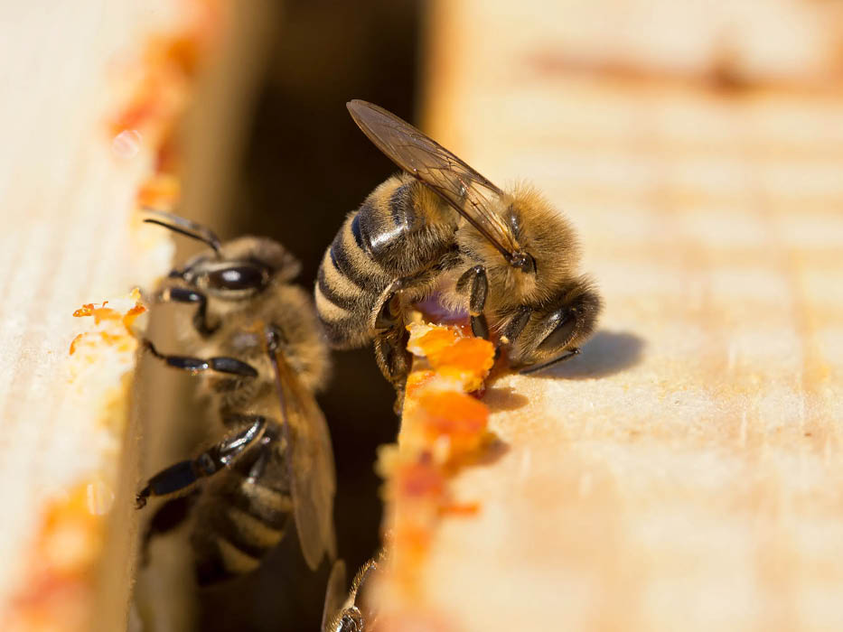 Bienen mit orangem Propolis