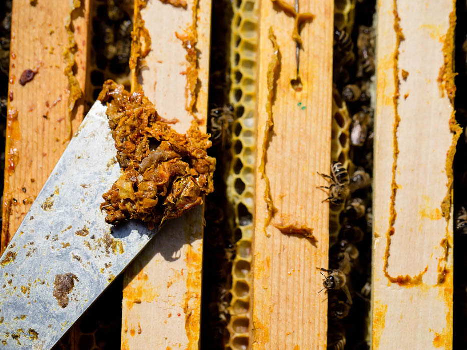 Imker kratzt Propolis