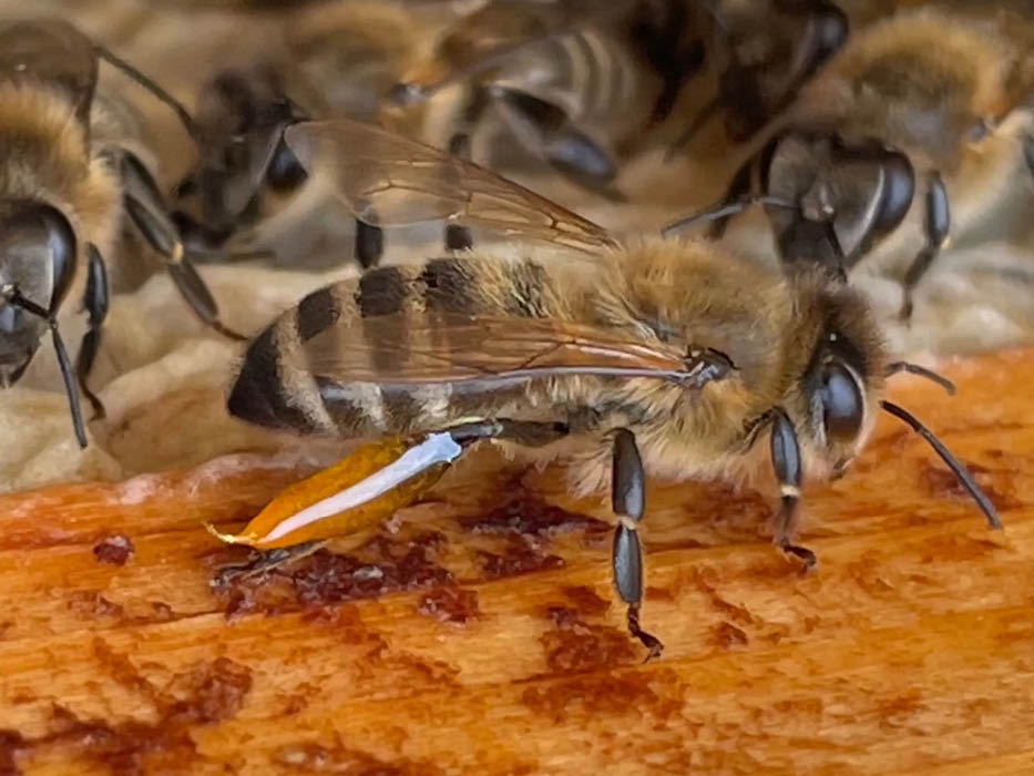 Propolis sammelnde Biene