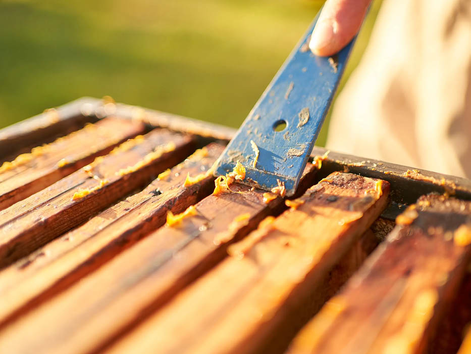Propolis Ernte