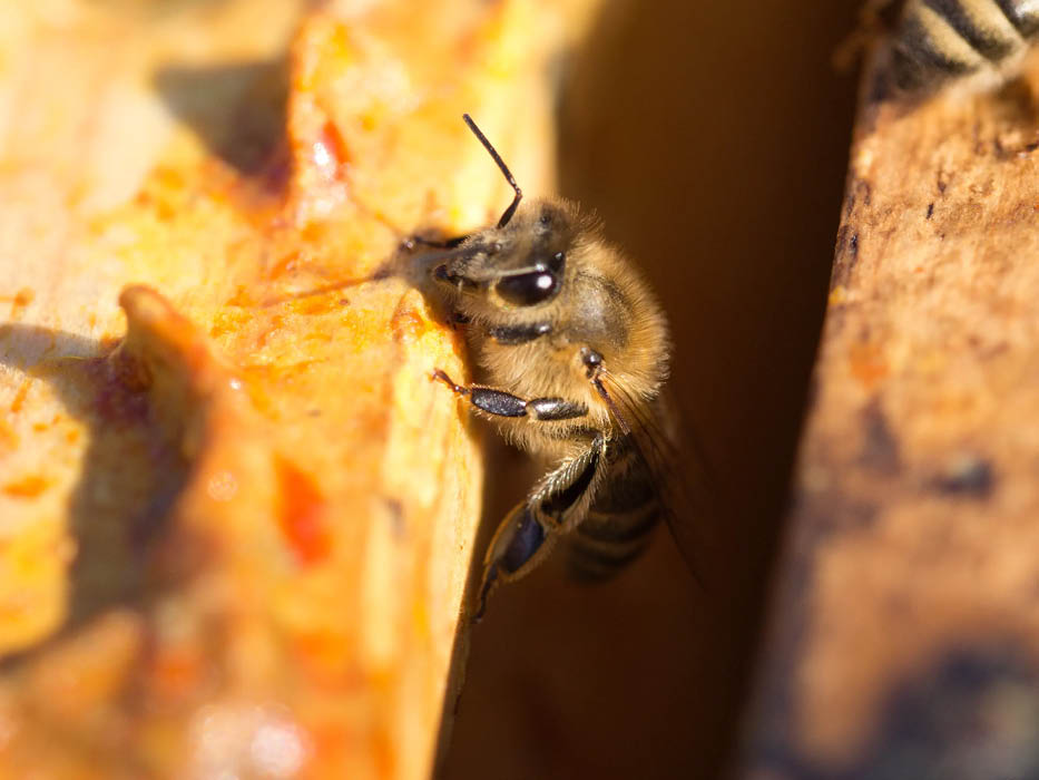 Propolis auf Oberträger