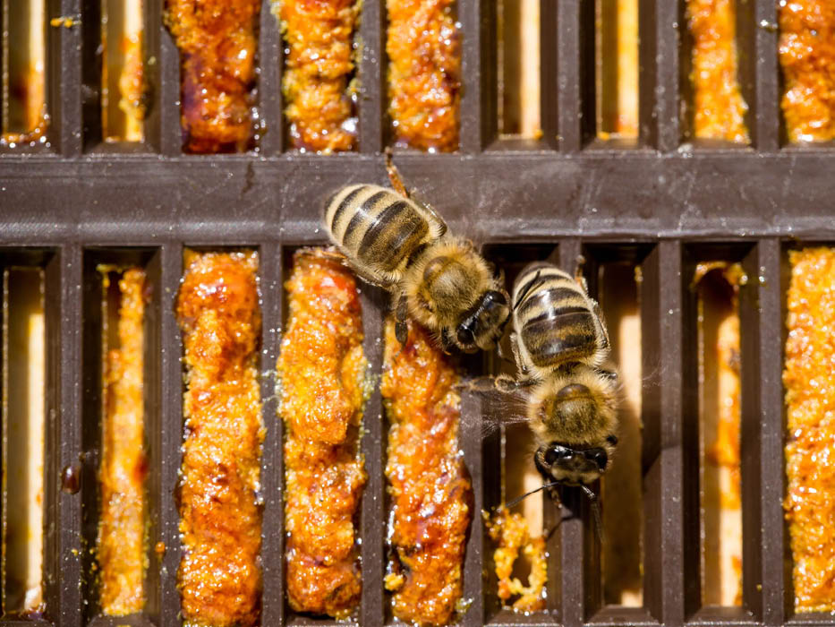 Propolis im Absperrgitter