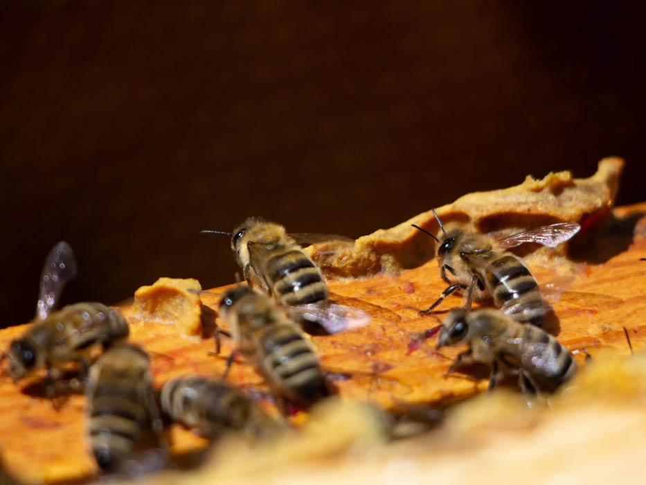 Bienen mit Propolis