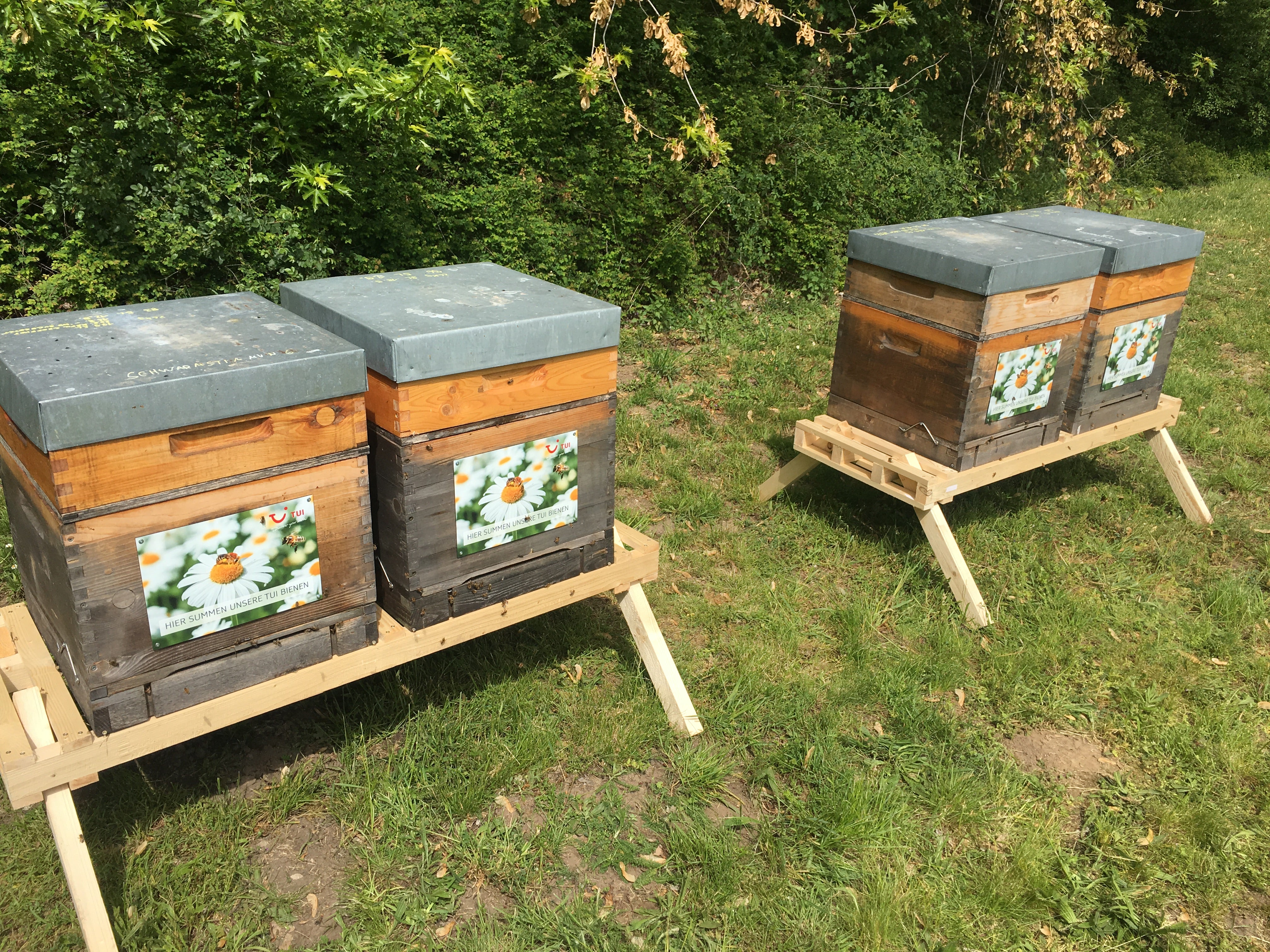 Bio Bienen Leasing