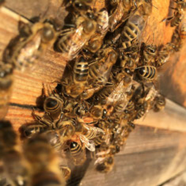 Bienen sind Klimaretter