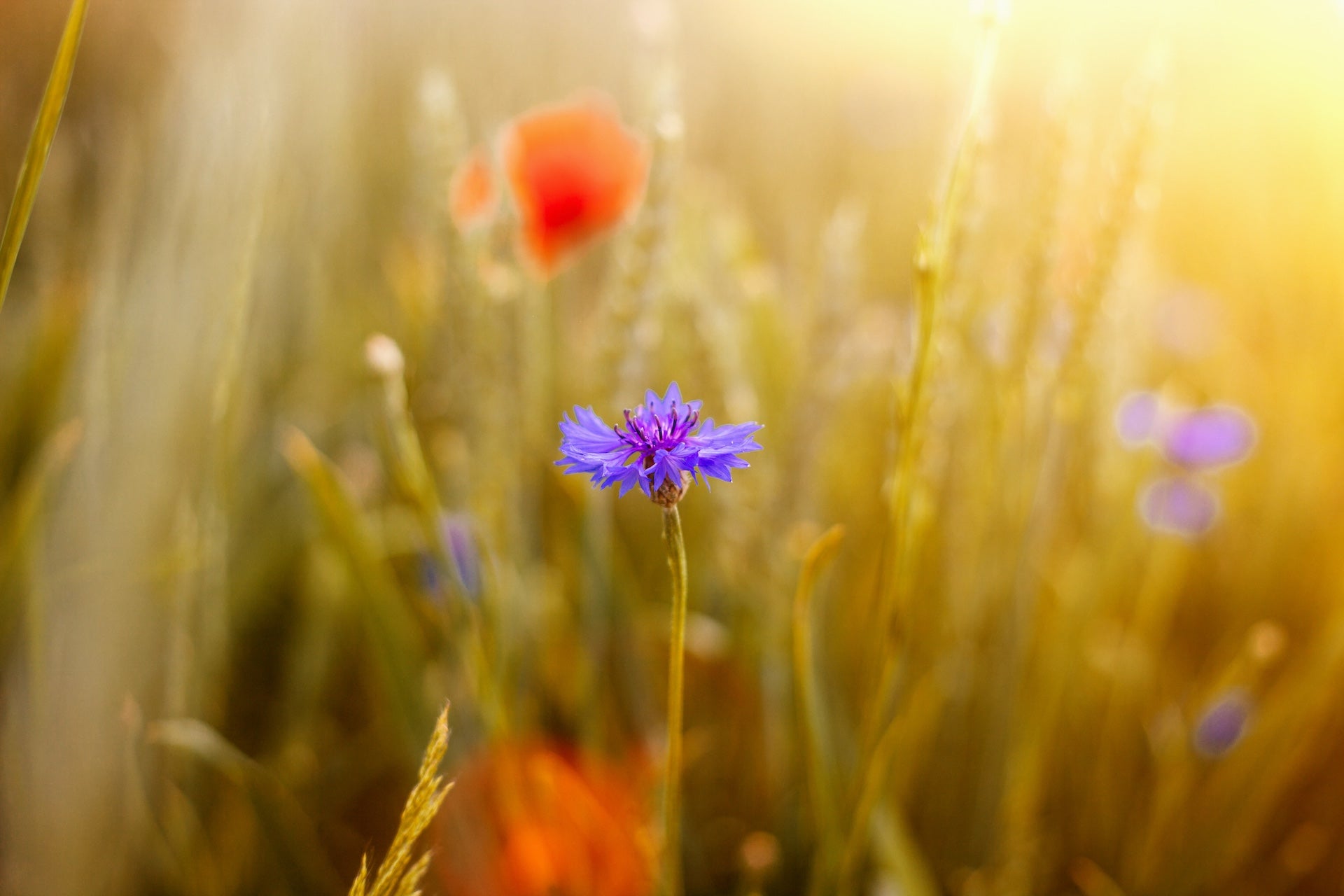 Kornblume mit Klatschmohn