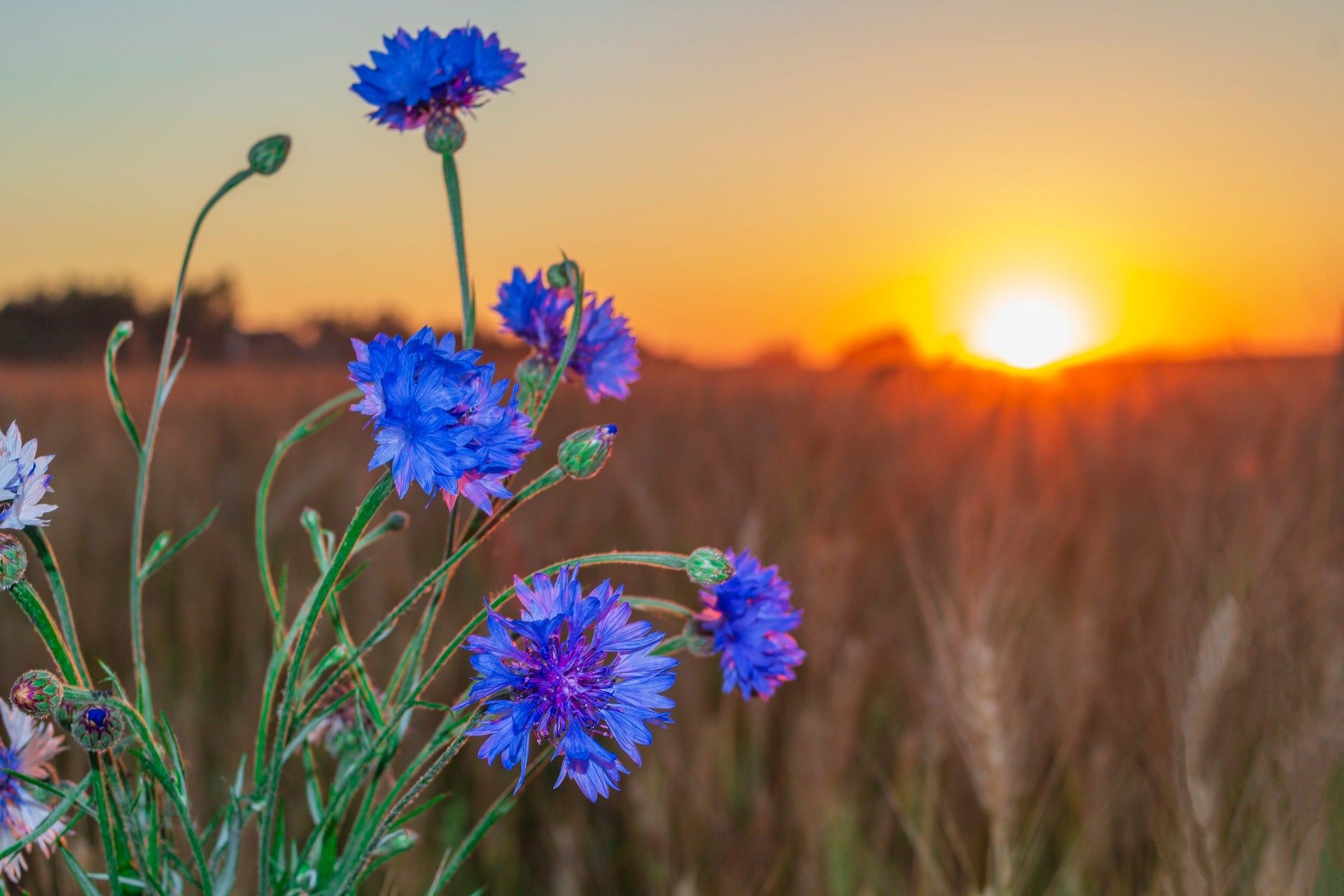 Kornblume im Sonnenuntergang