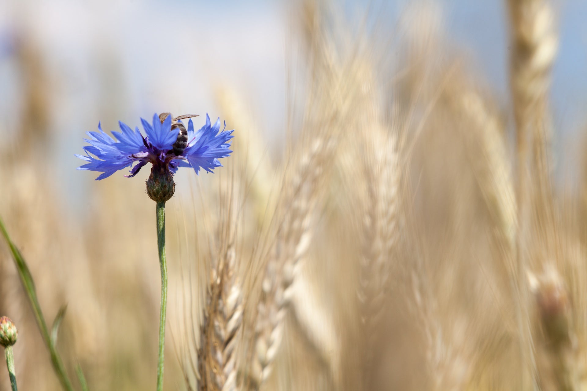 Kornblume im Getreidefeld