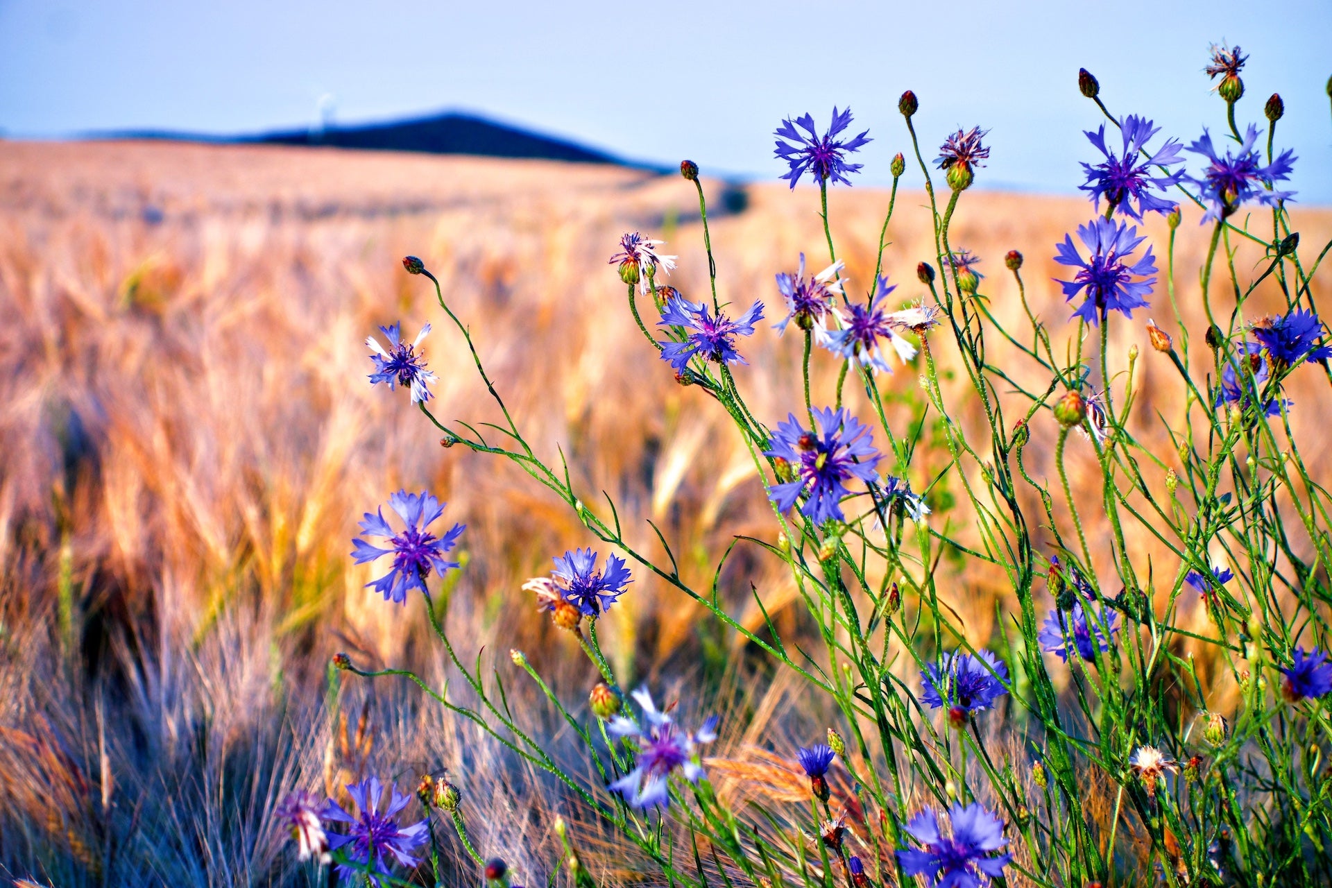 Kornblumen vor einem Feld