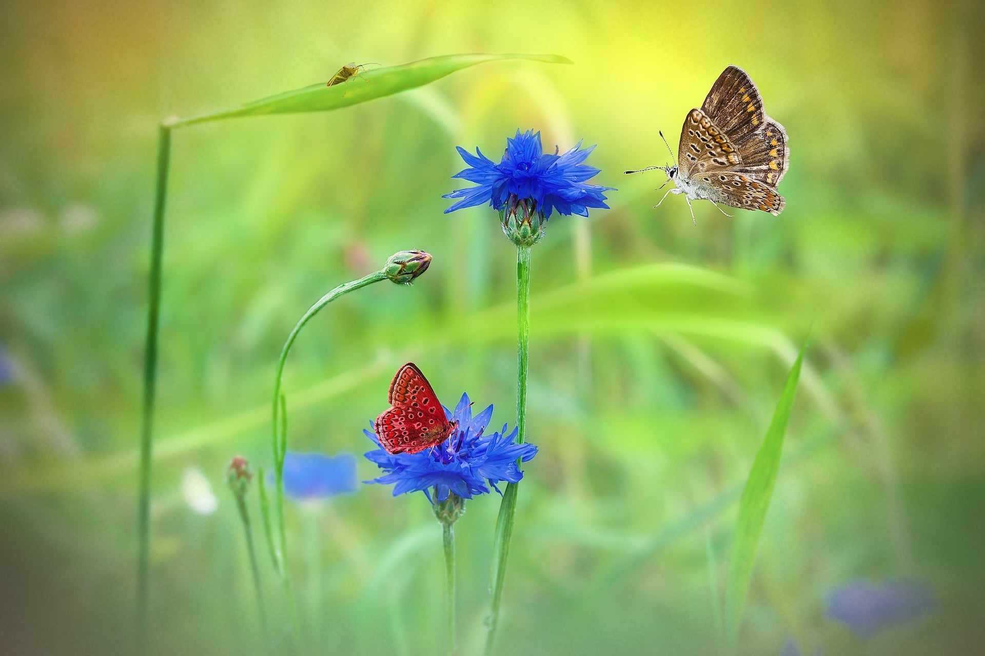 Kornblume mit Schmetterling