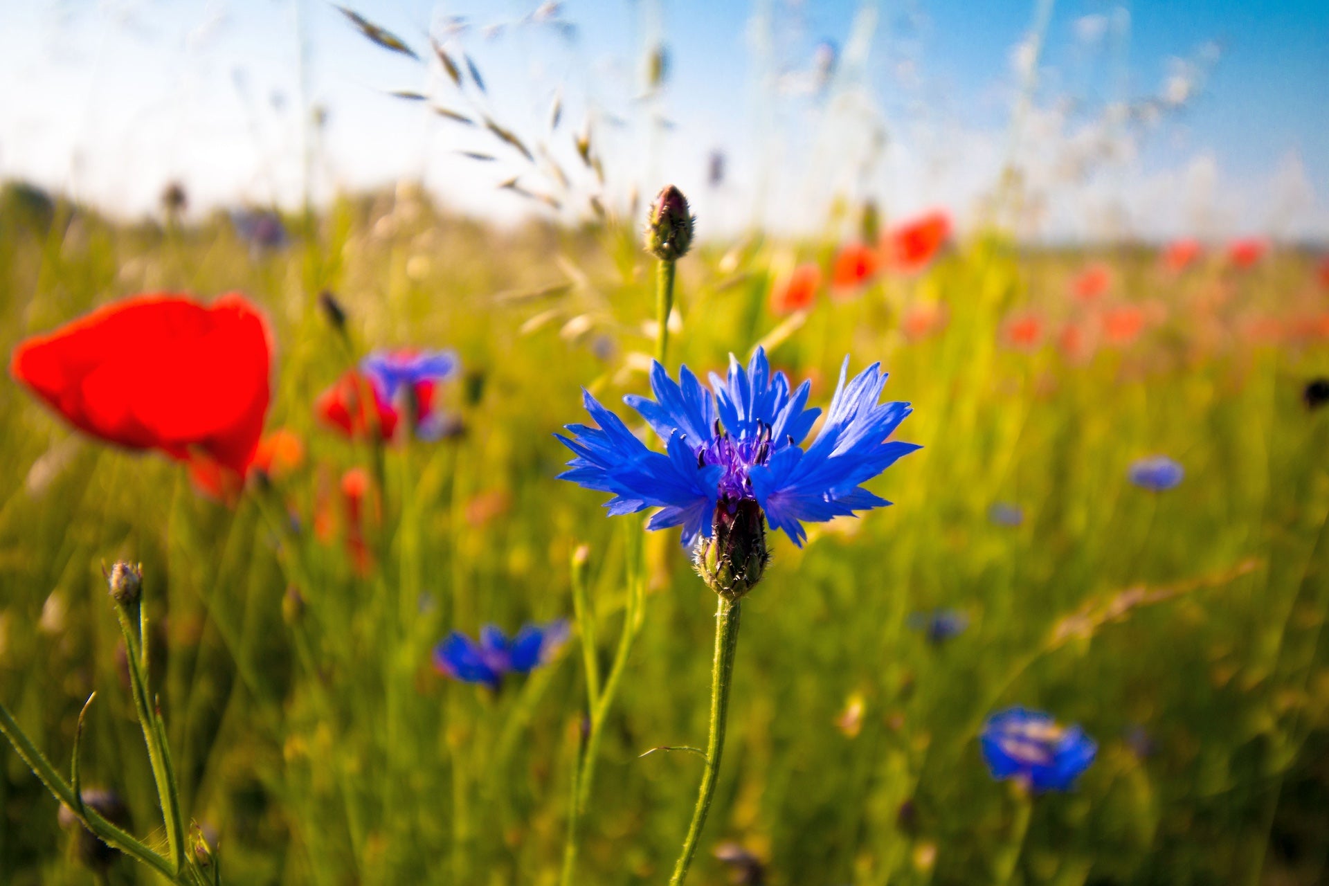 Blaue Kornblume