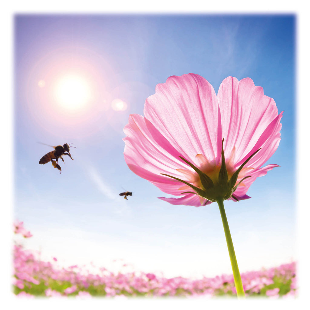 Klimaschutz Bienenpatenschaft